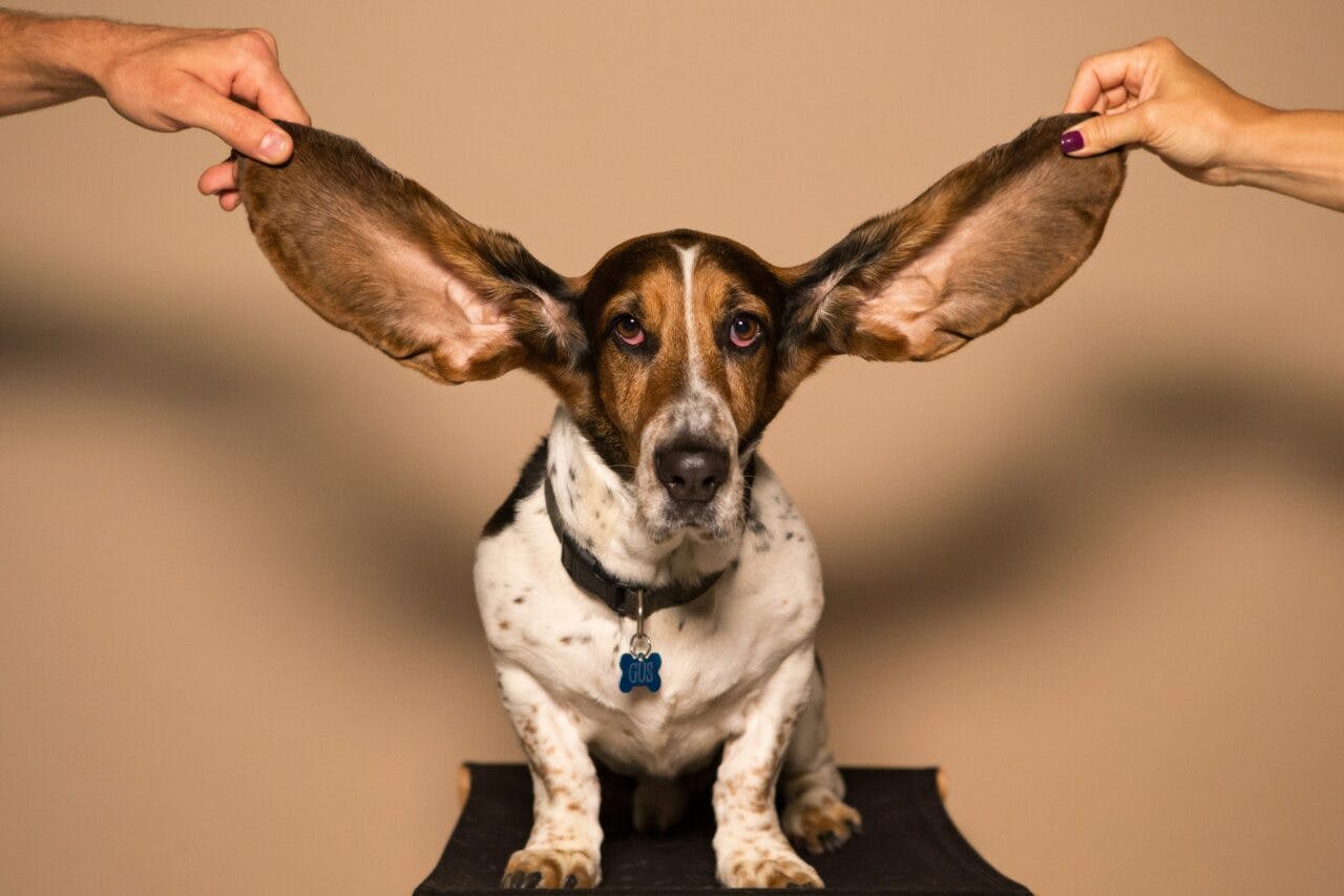 Alpine Gehörschutz: So schonst du beim ADE deine Ohren!